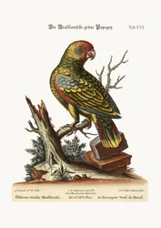 ブラジルの緑のオウム、1749-73